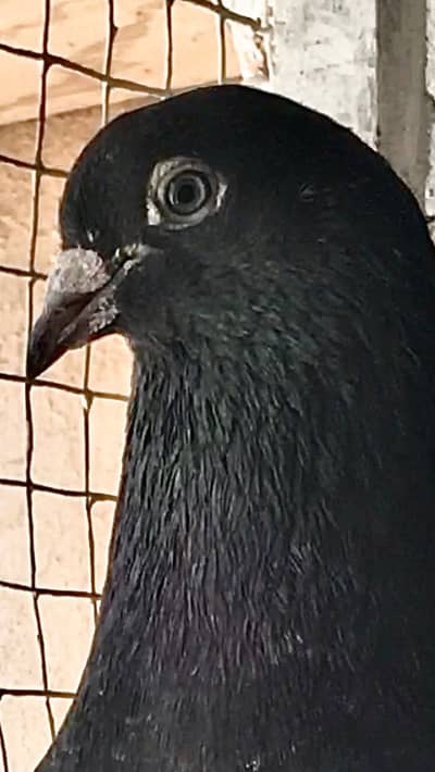 Ferozpuri pair kabootar puegon