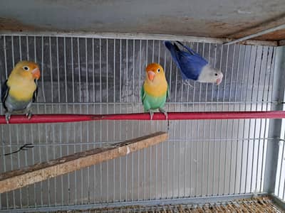 opaline parblue breeder pairs with 1 female extra