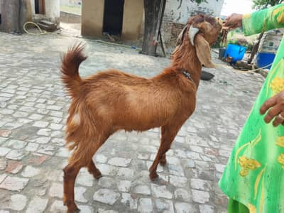  MashaAllah VIP Qurbani Bakra For Sale – MUST SEE! 