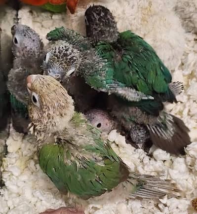 green chick conure chicks