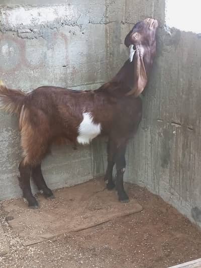 Andoo Bakra For Sale
