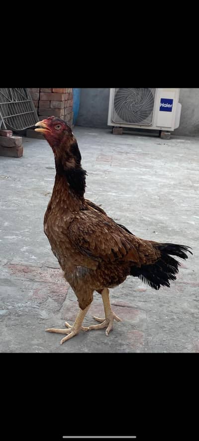 amroha aseel hen for sale price only 4500