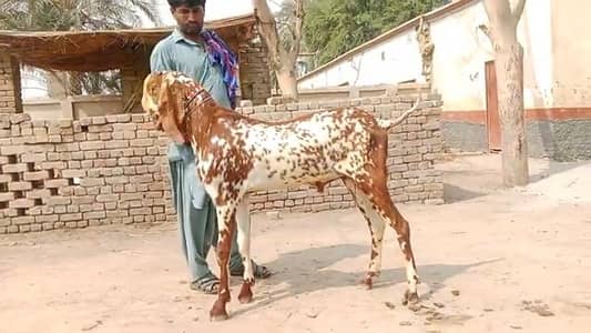 desi bakra for sale call me,,03226643435)