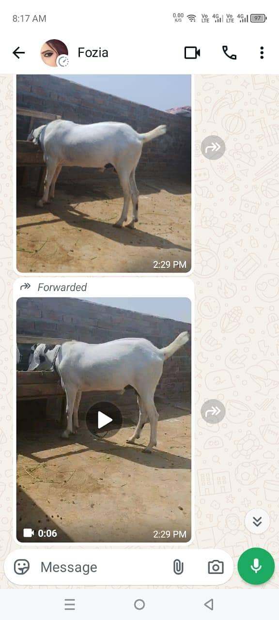 goats 1