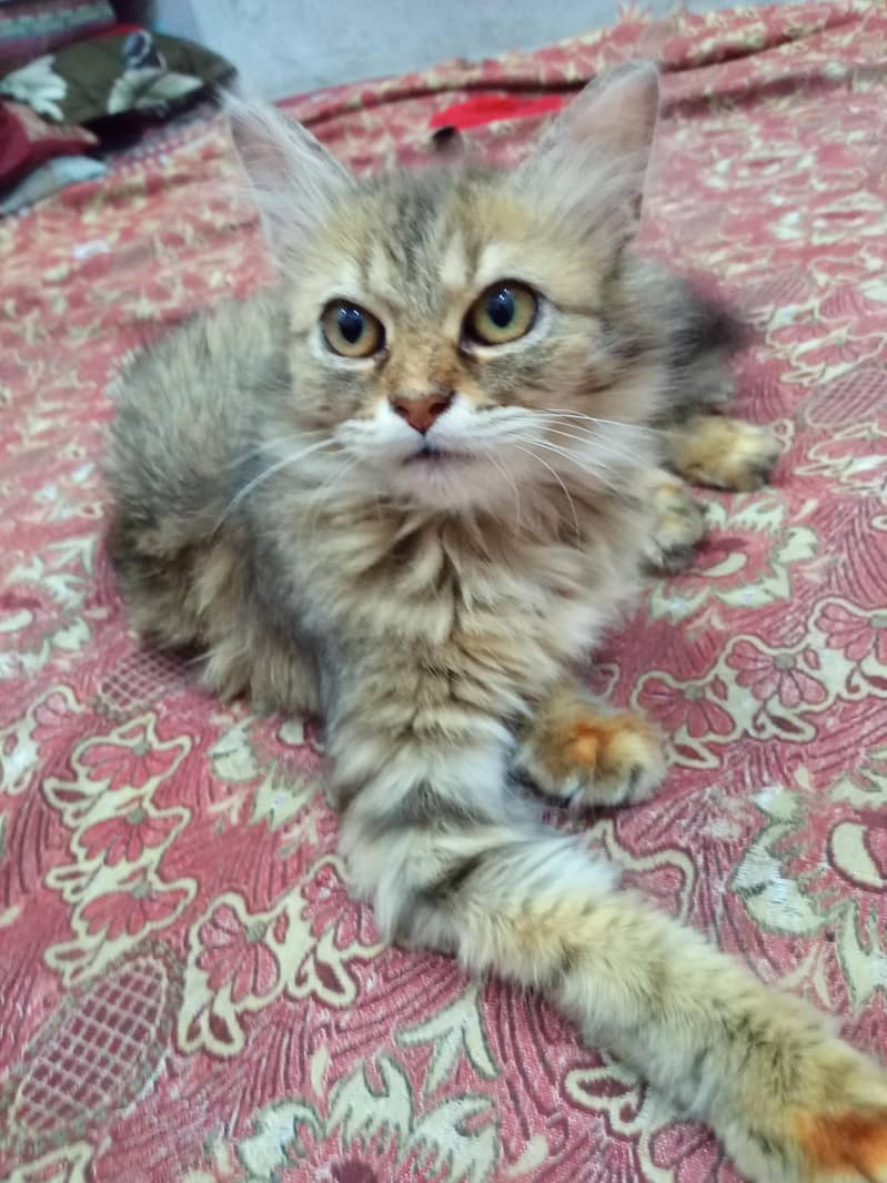 persion cat face 5 0