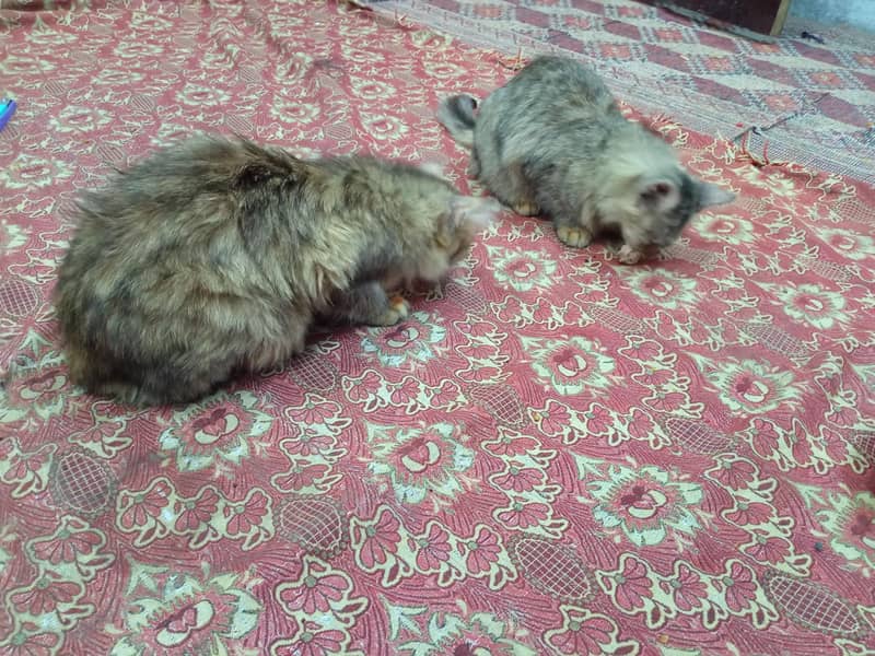 persion cat face 5 1