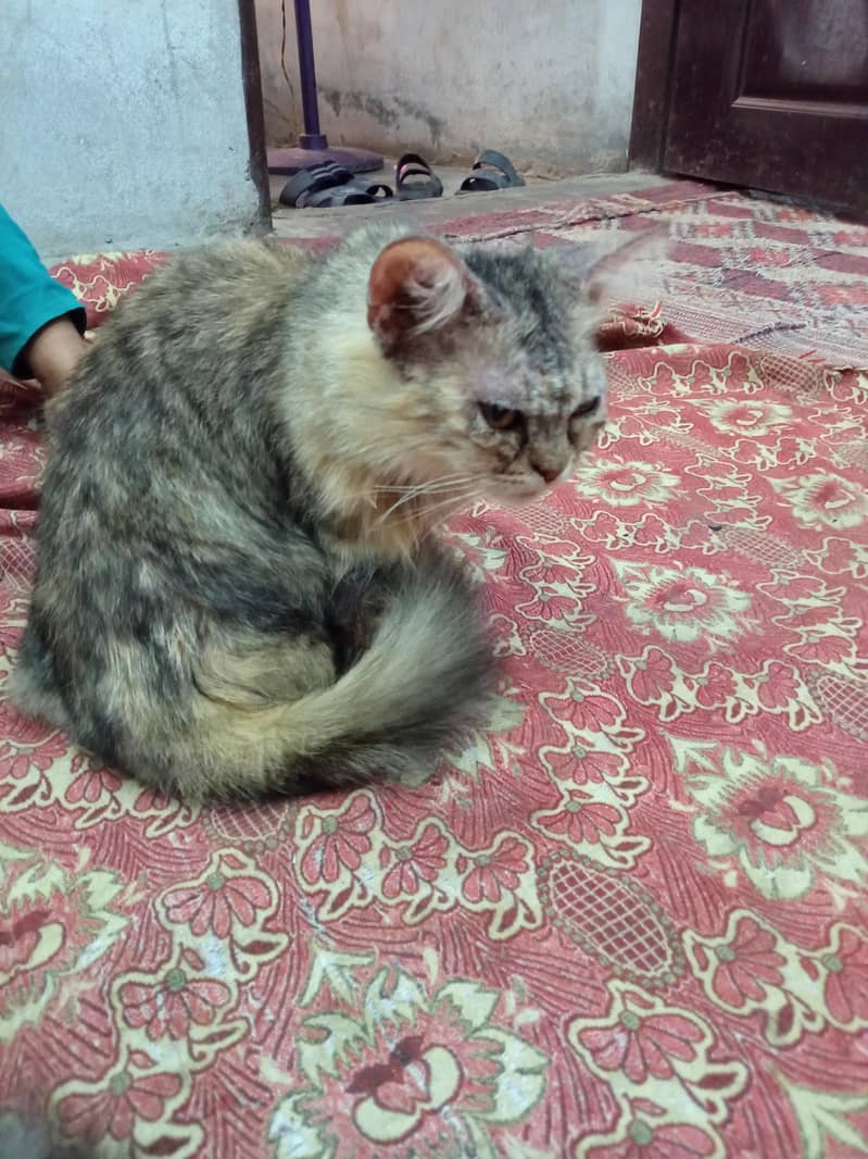 persion cat face 5 2