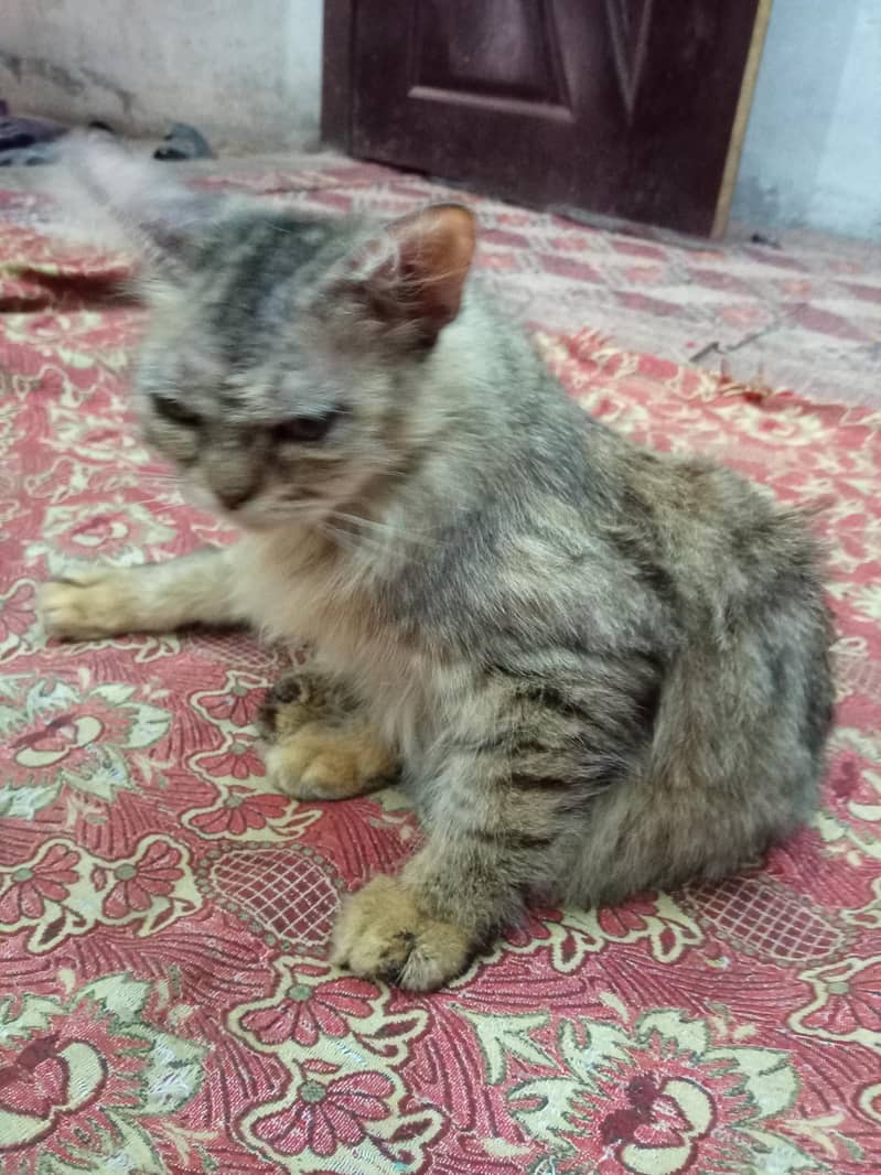 persion cat face 5 3