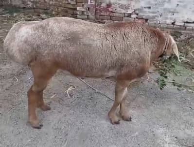 Turkey Dumba