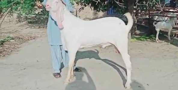 Gulabi Bakra For sale WhatsApp 03106417029