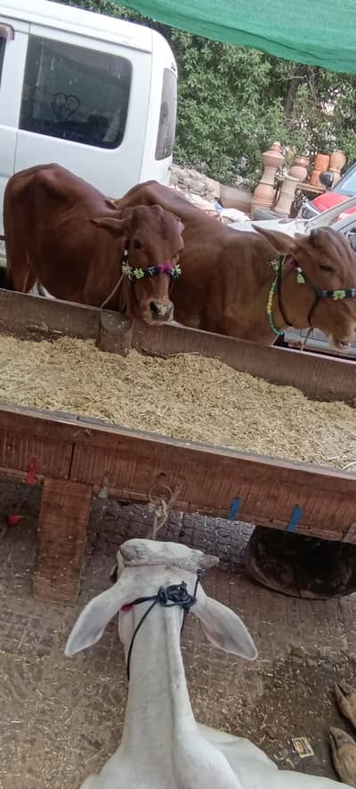 Qurbani Animals for sale