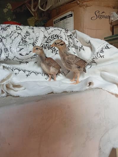 aseel chicks/amroha aseel chicks