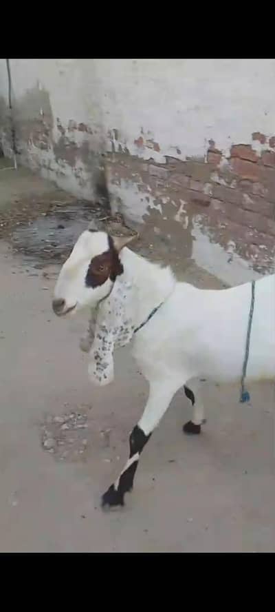 Best offer for eid O2 dant ha Bakra