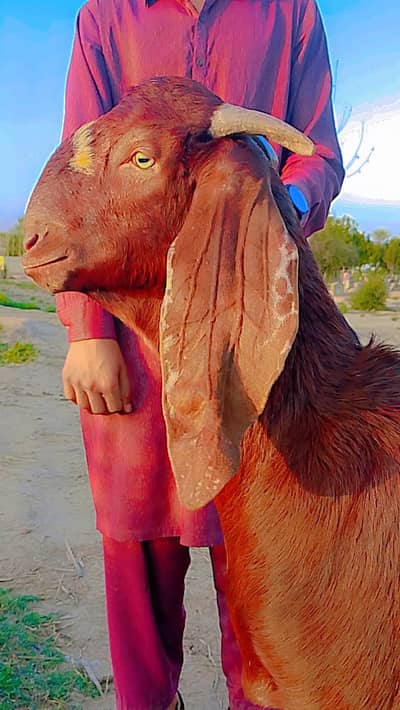 Desi Bakra for qurbani
