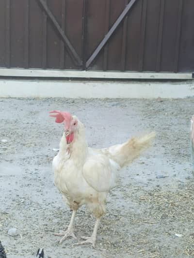 All bread for sale Leghorn golden misri and aseel