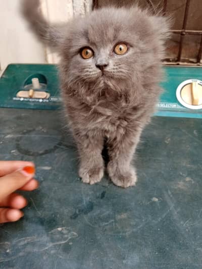 Persian female kitten is available for sale