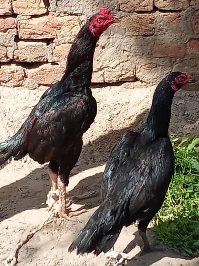 aseel pair home breed