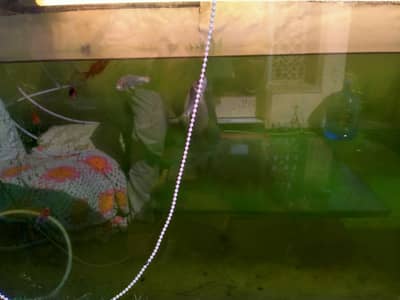 5 ft aquarium