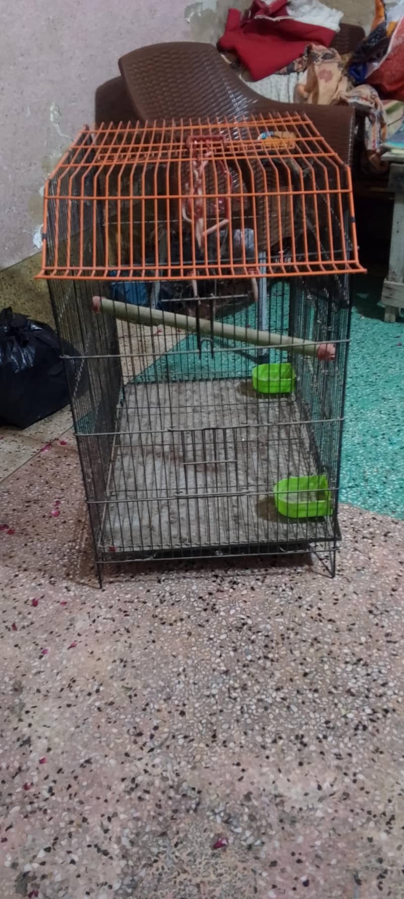 master cage 2