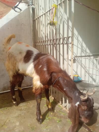 2 bakre for sell