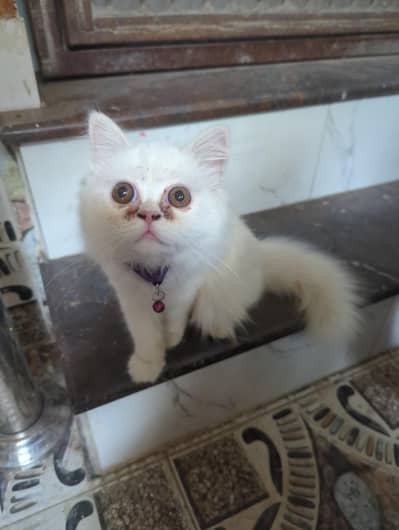 cat for sale  x punch