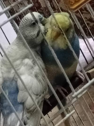 free budgie pair