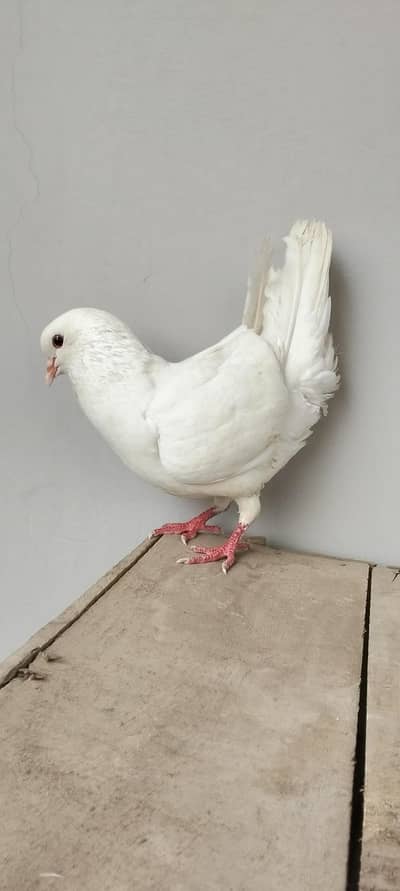 white King  pigeon