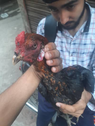pakoya male