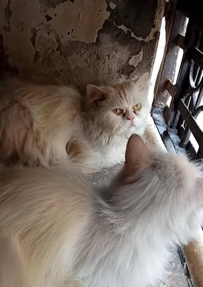 Persian stud male available for mating