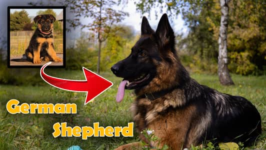 German shepherd dog | GSD | pure and playful dog | home dog