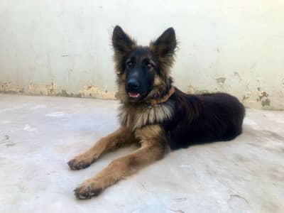 German shepherd dog | GSD | pure and playful dog | home dog