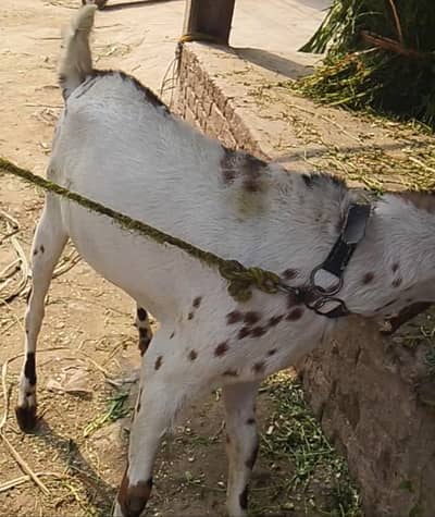 qurbani ke liye ghar ka Pala hua bakra