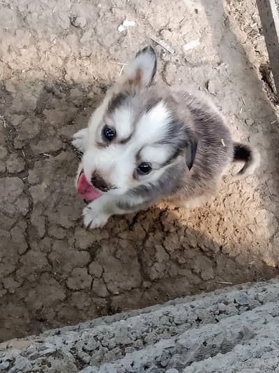 Russian puppy
