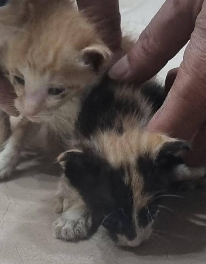 Two Kitteens 1