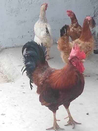 Misri hens for sale, 3 murgiyon 1 murgha.