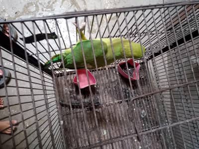 cocktail for sale