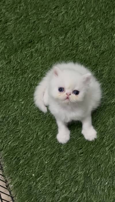 Extreme Punch Kitten