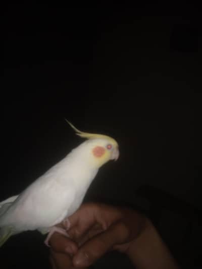 hand tame ockatiel male fully friendly fully talking bird cute bohat s