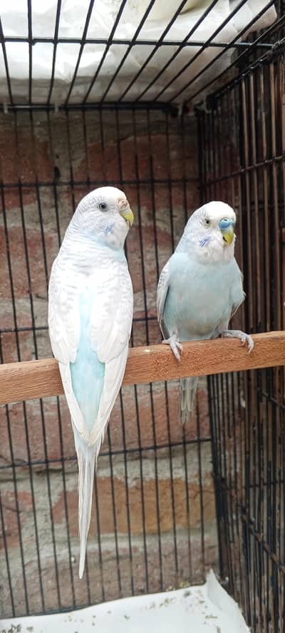 Clear wing blue budgies