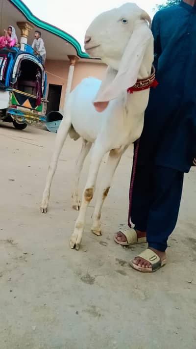qurbani bkra
