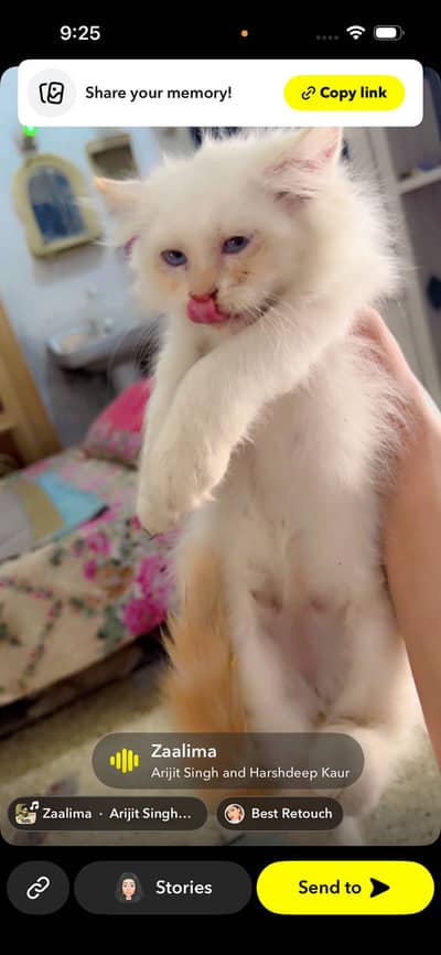 Beautiful persian kittens up for sale