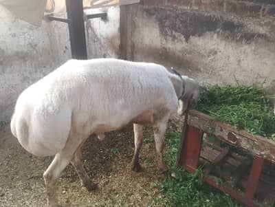 Turkish Dumba |  Gaban female | white Dumba available for sale