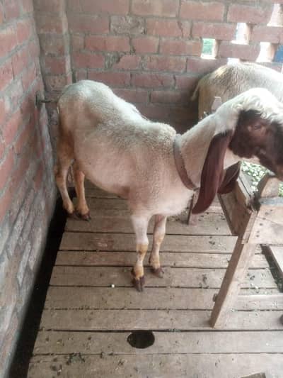 desi chatra for sale