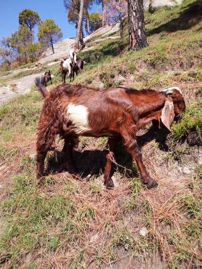 bakra