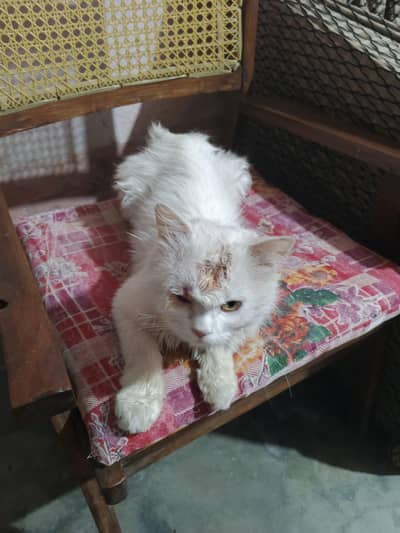 Persian cat for sale