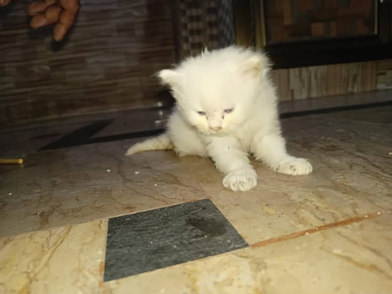 punch face kitten 1
