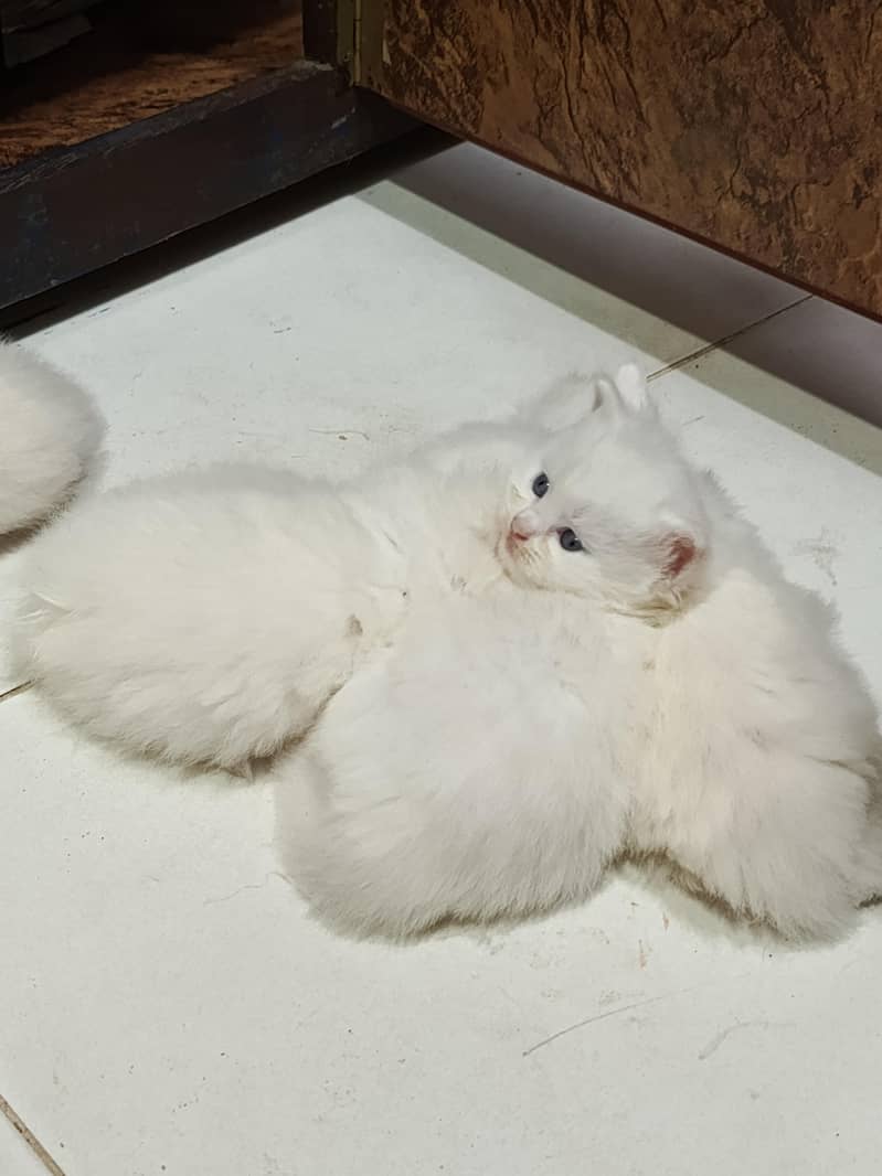 punch face kitten 3