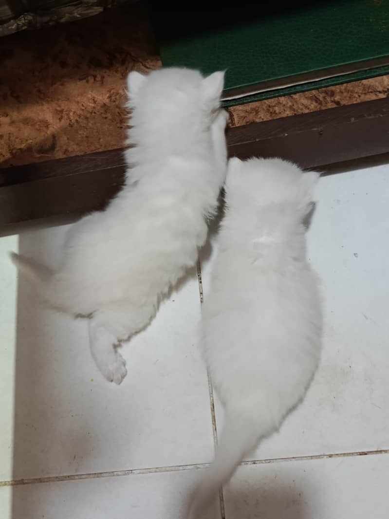 punch face kitten 5