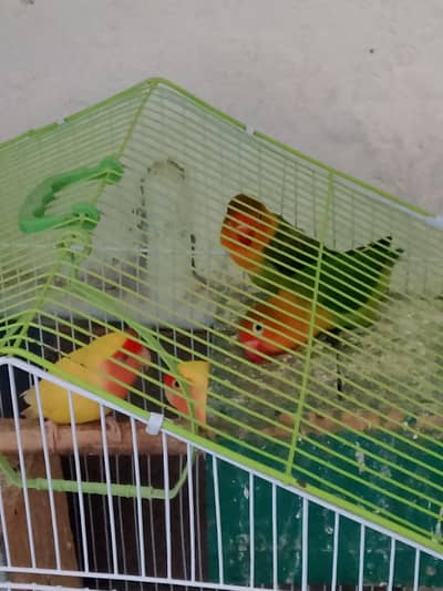 love birds Latino and Fischer's