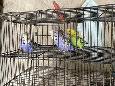 Hogoromo budgies